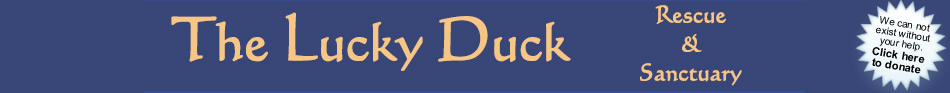 The Lucky Duck Rescue & Sanctuary